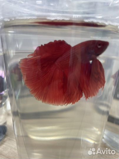 Рыба петушок