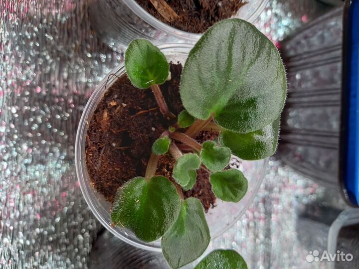 Сортовые фиалки