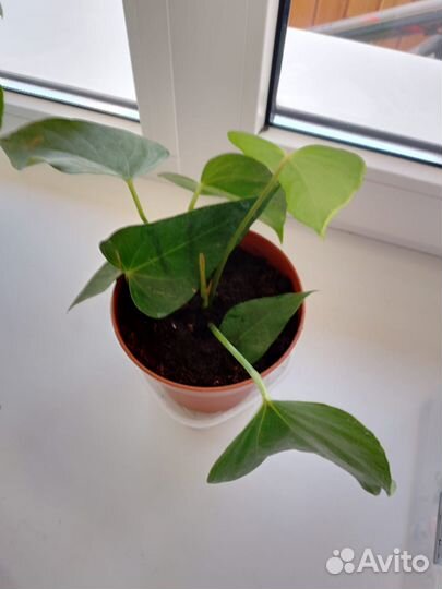 Антуриум красный (мужское счастье)