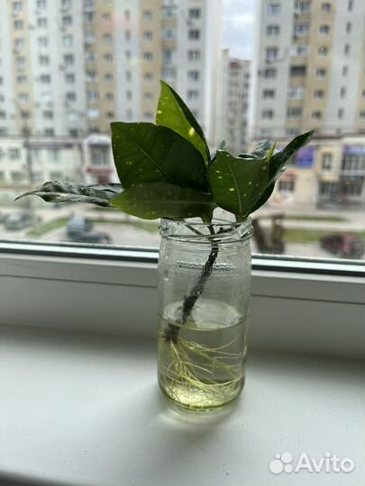 Кротон голд сан