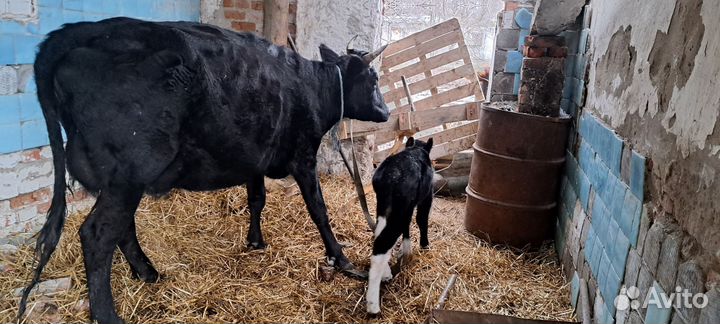 Быки тёлки коровы