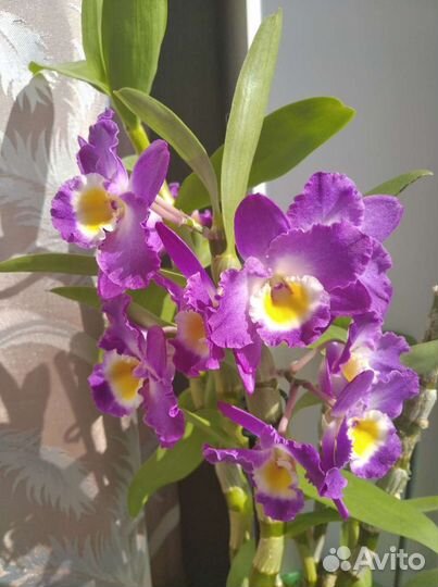 Дендробиум Нобиле