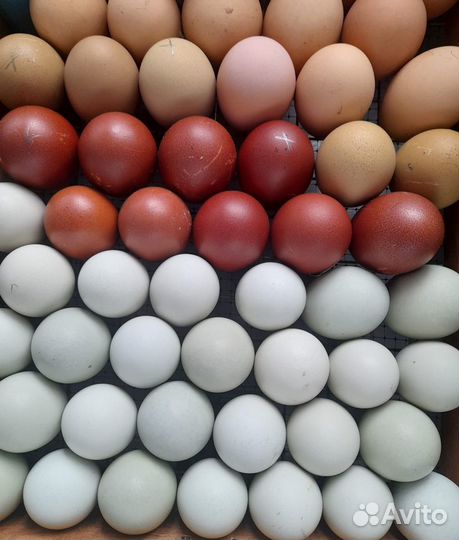 Инкубационное яйцо чистопородных кур