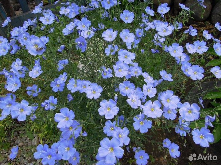 Рассада многолетних цветов и плодоносящих кустов