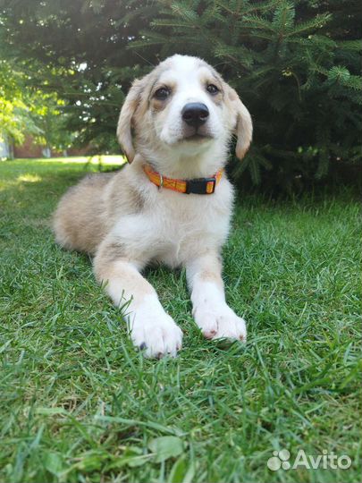 Щенок в добрые руки