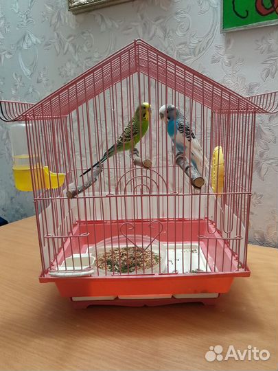 Волнистый попугай