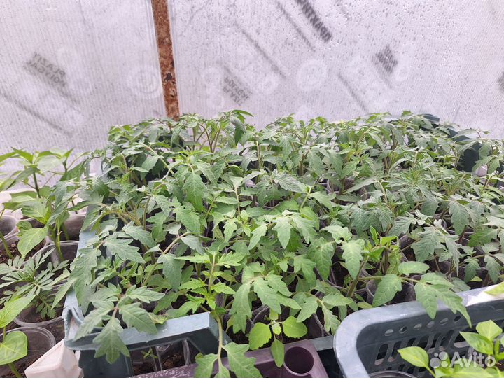 Рассада помидор огурцов перцев