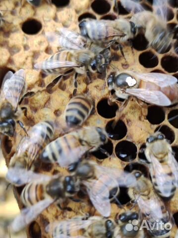 Пчелы, Пчелопакеты и Матки Бакфаст ф1 этого года