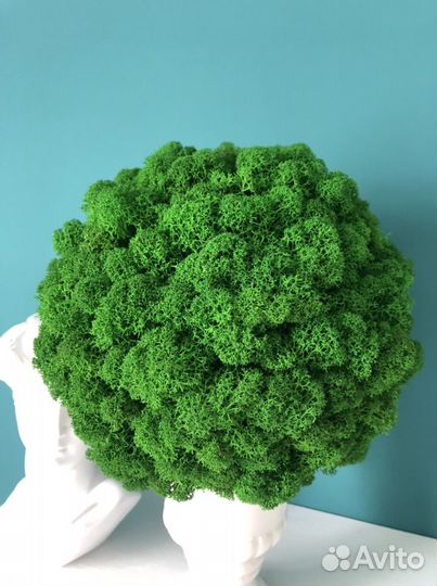 Композиция из стабилизированного мха