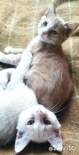 Отдам котят в хорошие руки