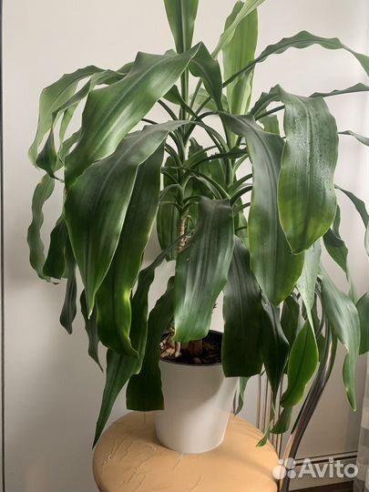 Пальма драцена