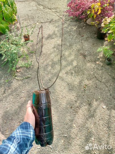 Ирга саженцы
