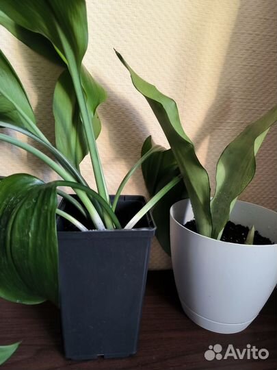 Цветы (за оба вместе)