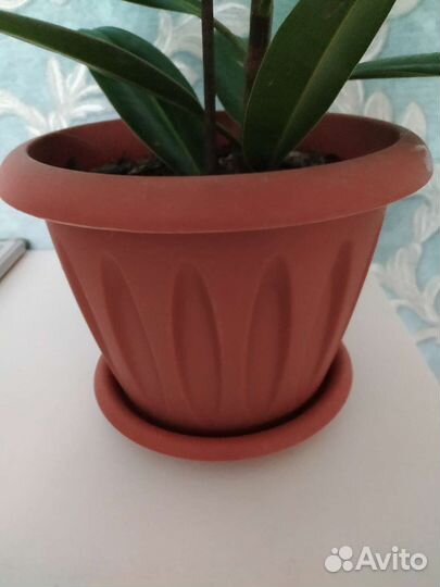 Фикус эластика робуста