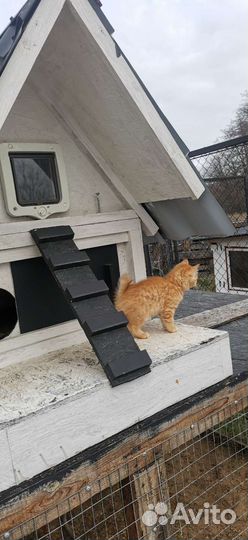 Передержка собак в домашних условиях