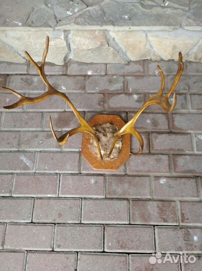 Рога оленя