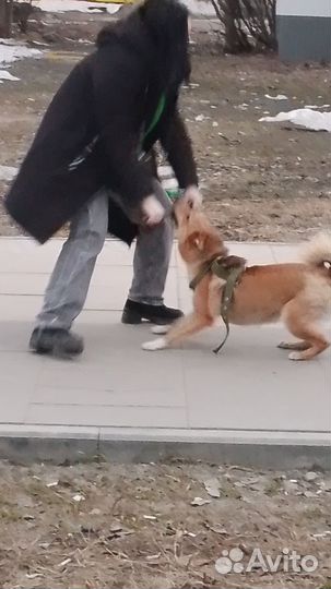 Собака в добрые руки