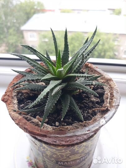 Суккуленты Хавортия, Толстянка, Гастерия