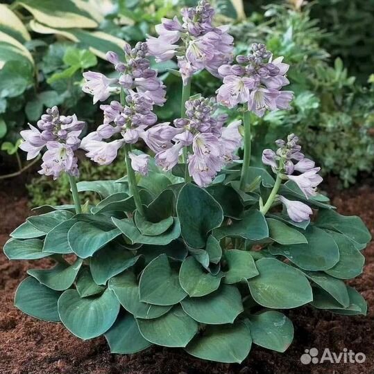 Хоста растение