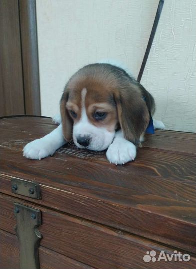 Щенки бигля