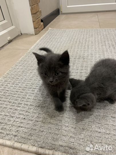 Британские котята