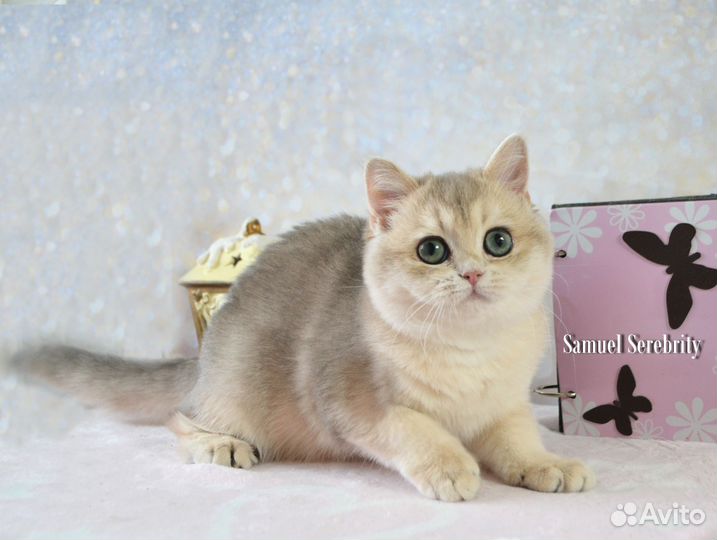 Голубой золотой котенок шиншилла