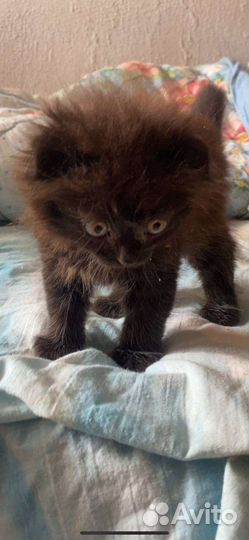 Котенок девочка