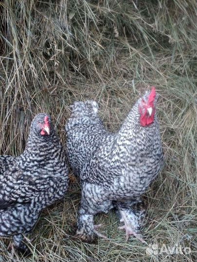 Цыплята породных кур