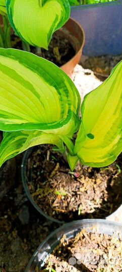 Хоста (3 Сорта)