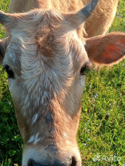Продаю корову