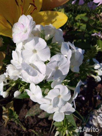 Флокс метельчатый Фобос, народный, белый Даниэль