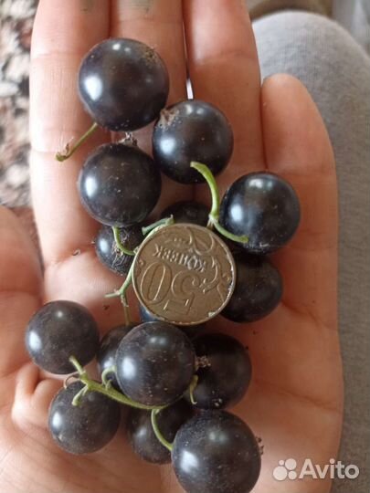 Саженцы черной и красной смородины