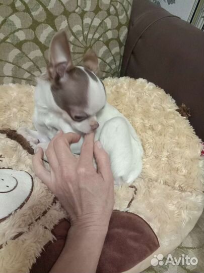 Чихуахуа мальчик