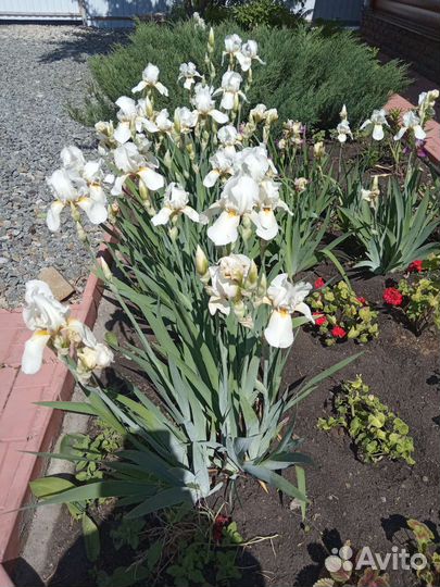 Садовые растения кустарники