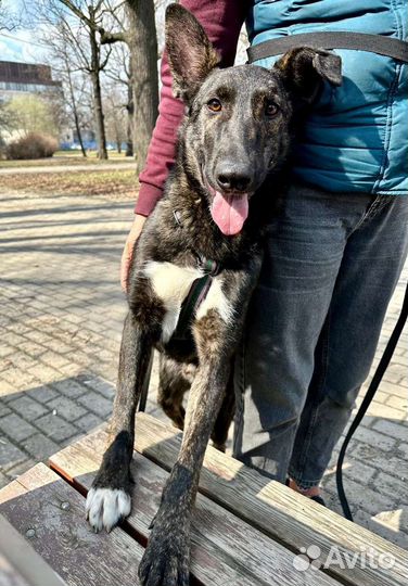 Собака в дар