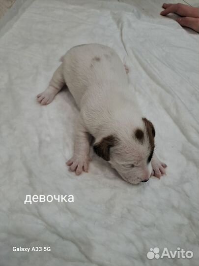 Джек Рассел терьер