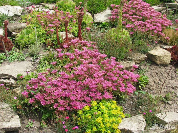 Почвопокровники