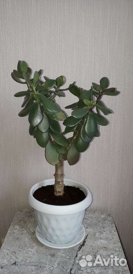 Взрослое Денежное дерево(толстянка) и отростки