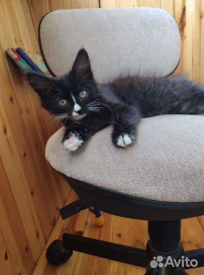 Котёнок 2 мес, мальчик