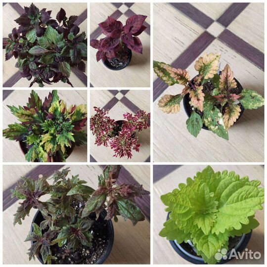 Колеусы сортовые