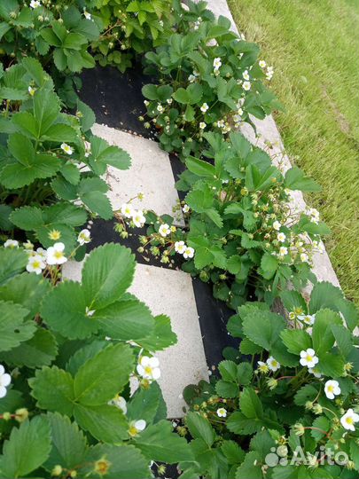 Рассада клубники усы