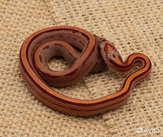 Маисовый полоз