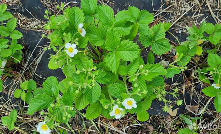 Клубника лучшие сорта саженцы рассада