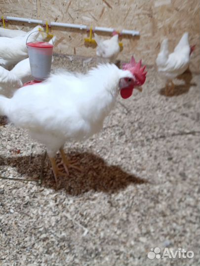 Молодые петухи