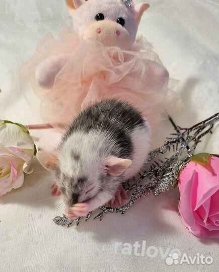 Крысята дамбо мальчишки