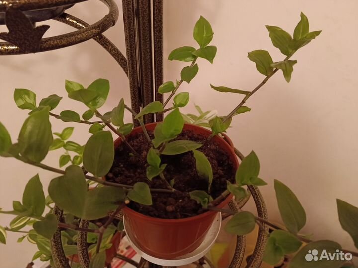 Декабрист, традесканция