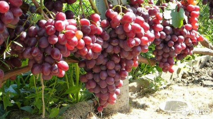 Саженцы Винограда Памяти Учителя доставка