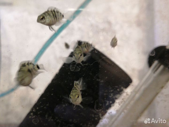 Рыбки аквариумные попугайчик тигровый синий