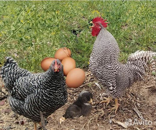 Куры, петухи, цыплята, инкубационные яйца