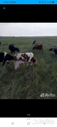 Коровы дойные молочные и телки